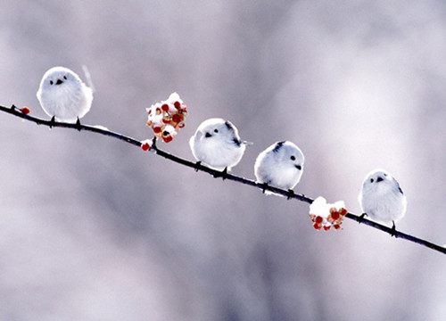 cute-fluffy-birds_副本.jpg